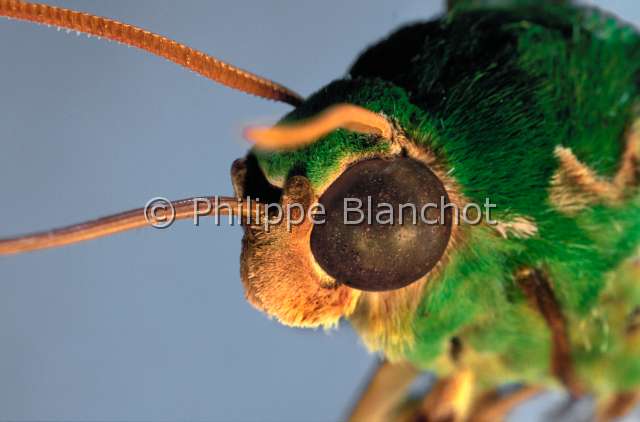 Euchloron magaera.JPG - Euchloron megaeraSphinxHawk mothLepidopteraSphingidaeCameroun